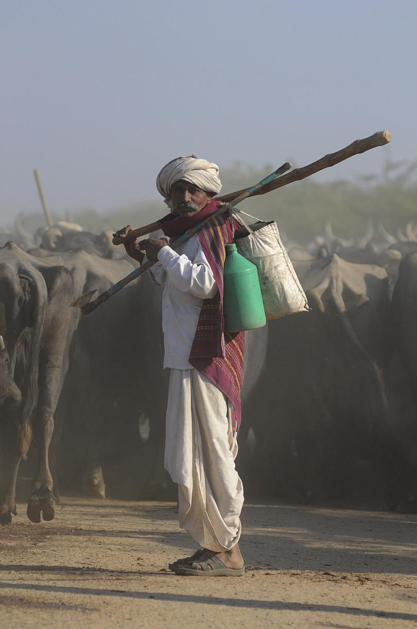 Indigenous people and their cattle inside and around the Gir forests of India.
