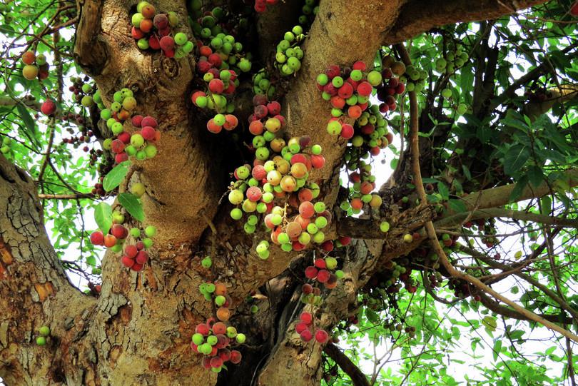 Pictures showing four different species of figs
