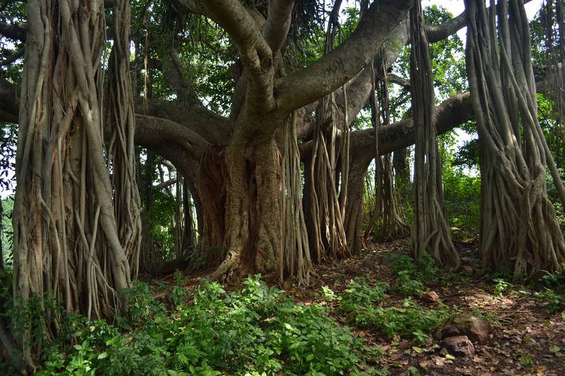 Banyan tree
: Pictures showing four different species of figs
