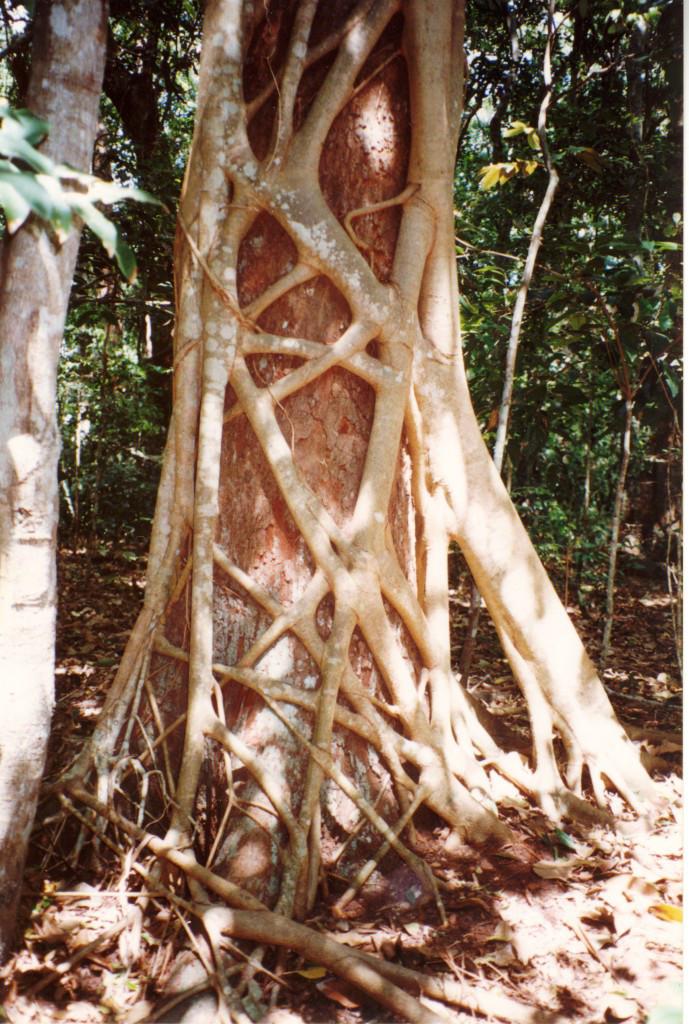 Strangler fig
: Pictures showing four different species of figs
