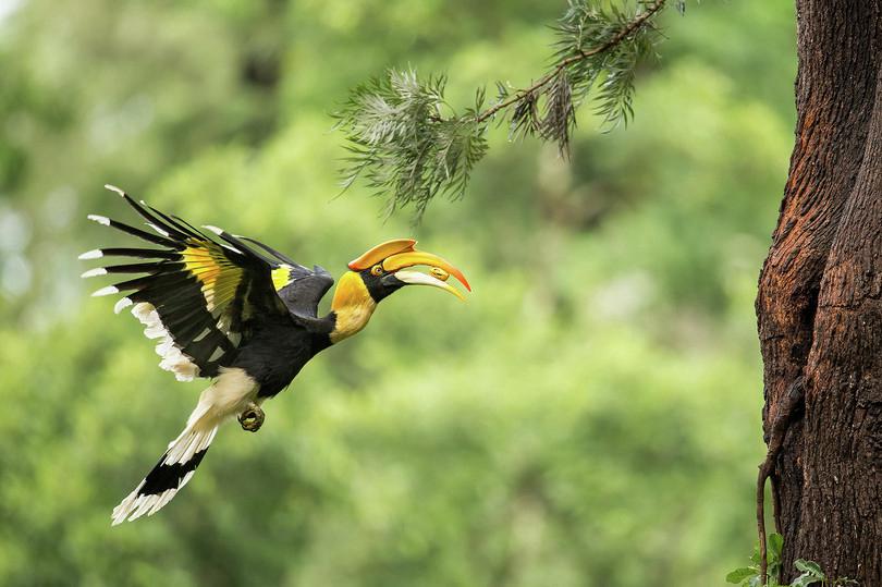 Figure a. is a great pied hornbill. The bar graph in figure b. shows the total number of trees with ripe fruit in the whole 10 ha area studied over a two-year period. The bar graph in figure c, shows the percentage of visits to fig trees by great hornbills over a year.
