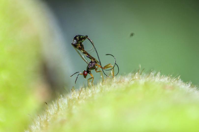 Image A is a photograph of a parasitic wasp laying eggs into a green fig. Image B shows the difference between internal and external oviposition modes of pollinator and parasitoid wasps.
