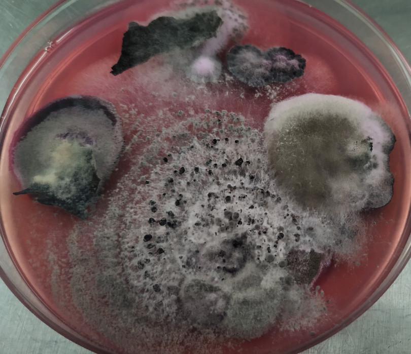 Isolated fungal colonies from cold-tolerant trees on an agar plate.
