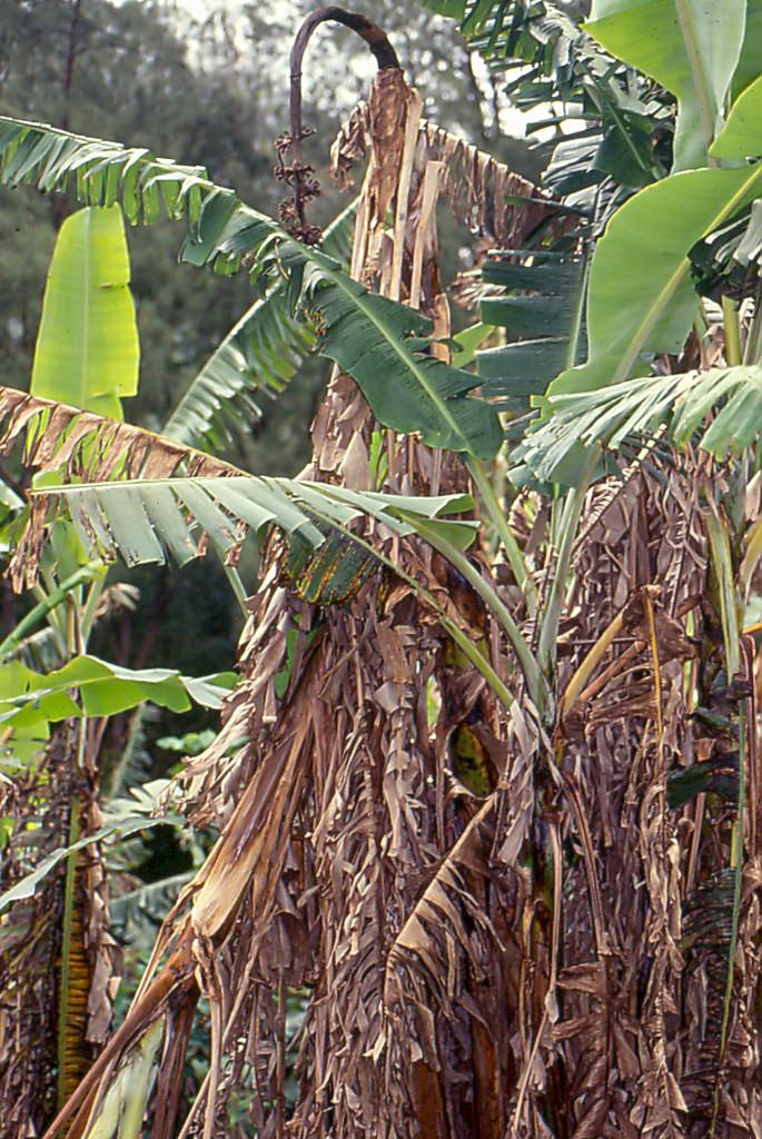 Image of a banana plantation affected by Fusarium wilt.
