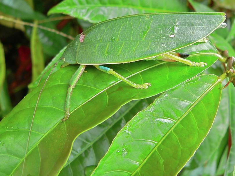 Photograph showing insect resembling leaves, an example of natural selection.
