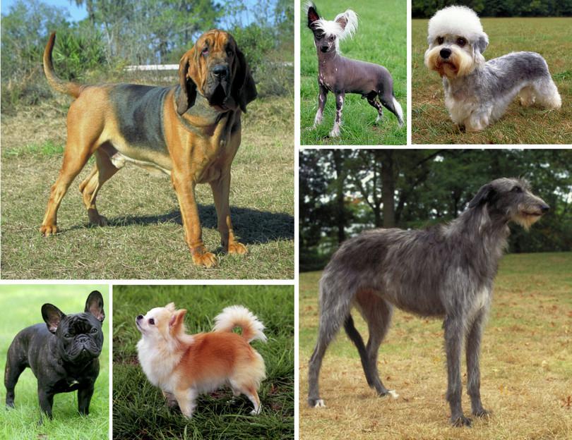 Different dog breeds are an example of artificial selection.
