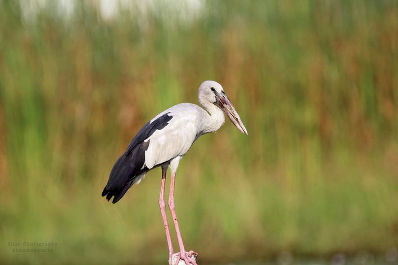 Photographs of three sympatric species of stork.
