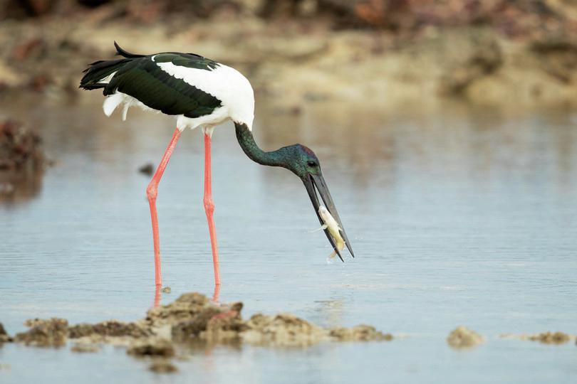 b
: Photographs of three sympatric species of storks
